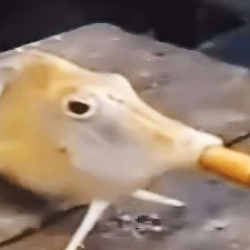 Profilbild von stuhl